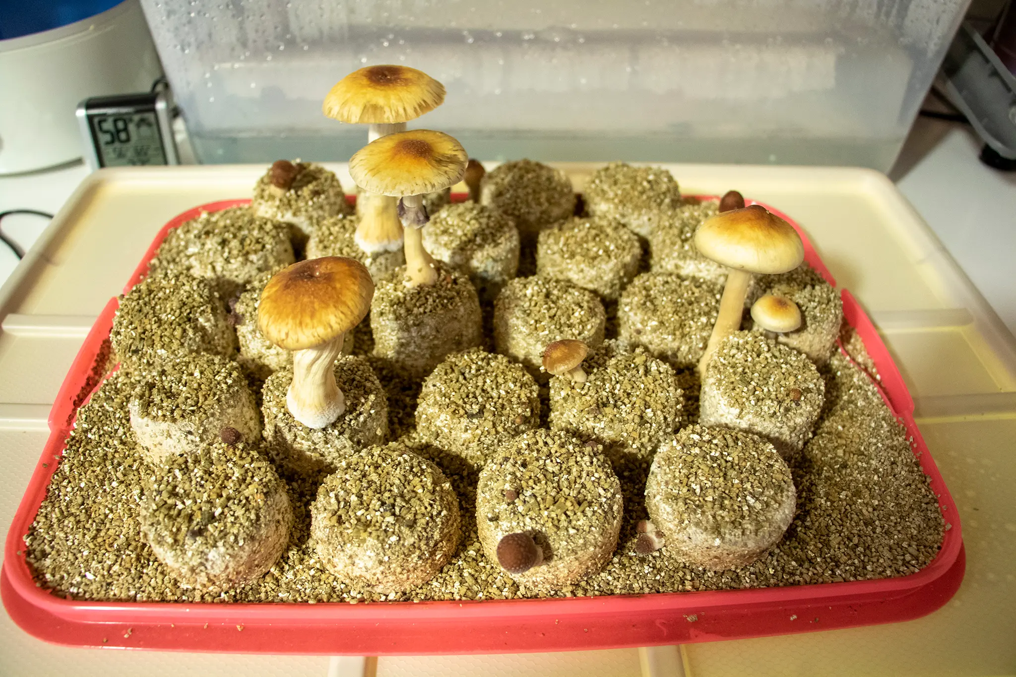 190530 magic mushrooms psilocybin kevinjbeaty 06es