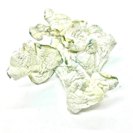 psilocybe: buy albino avery Albino Avery magic mushrooms for sale
