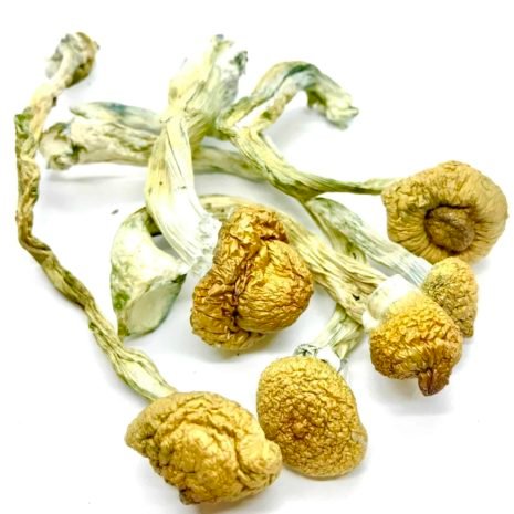 Buy B+ Cubensis, B+ Magic Mushrooms, Psilocybin Mushrooms, Magic Mushroom Spores, B+ Cubensis potency, Beginner Magic Mushrooms, Psychedelic Mushrooms Online Buy B+ Cubensis, B+ Magic Mushrooms, Psilocybin Mushrooms, Magic Mushroom Spores, B+ Cubensis potency, Beginner Magic Mushrooms, Psychedelic Mushrooms Online
