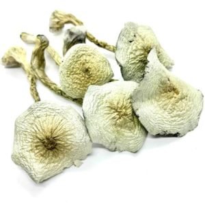 Buy Great White Monster mushrooms online USA” and “Great White Monster psilocybin mushrooms for sale