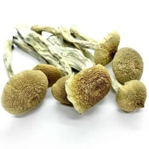 Buy PES Amazonian Mushrooms online