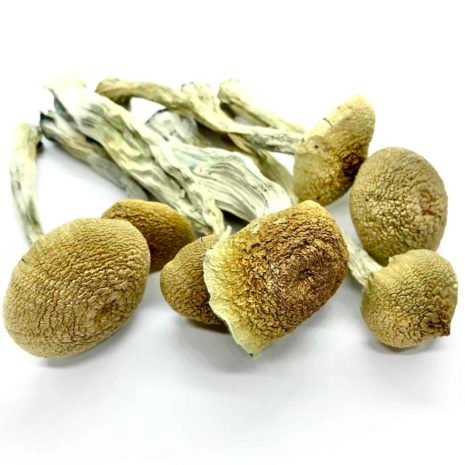 Buy PES Amazonian Mushrooms online Buy PES Amazonian Mushrooms online