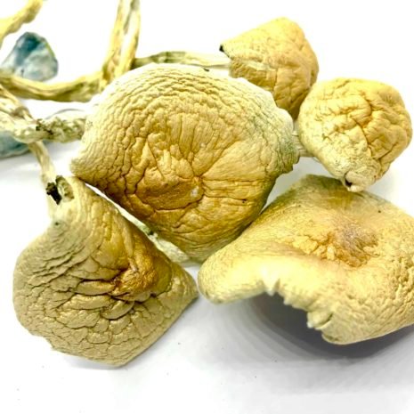 psilocybe: buy golden teacher psilocybe: buy golden teacher