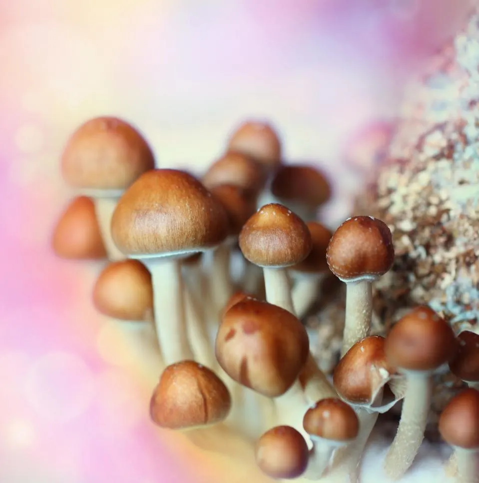 magic mushroom store